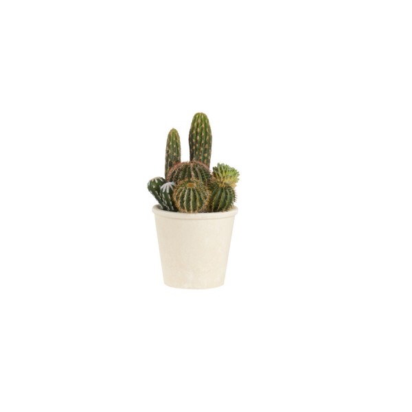 L'Oca Nera 1N14 Pianta Artificiale Cactus Ø23x32h